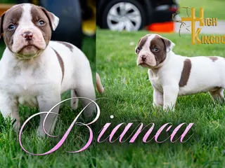 American Bulldog dogs for sale: Bianca - Ad 2