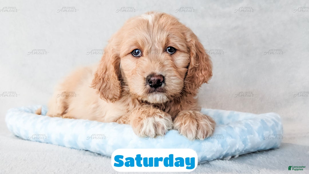 Goldendoodle dogs for sale: Saturday - Ad 5