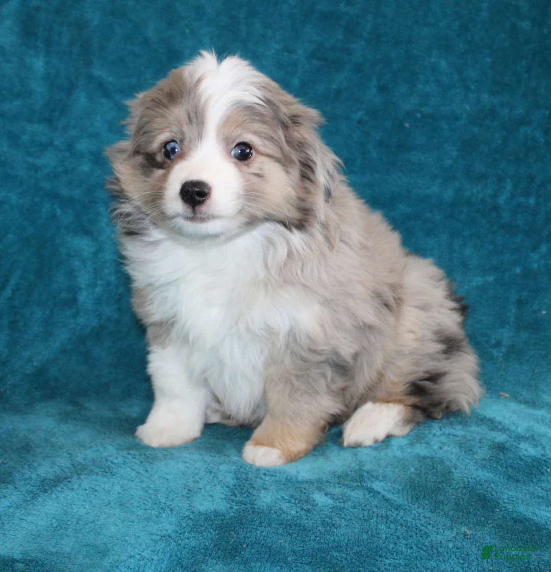 Miniature Australian Shepherd dogs for sale: Sandy - Ad 1