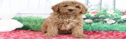 Mini Goldendoodle dogs for sale: Theo - Ad 4