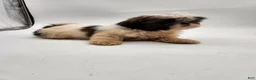 Shih Tzu dogs for sale: Luna - Ad 7