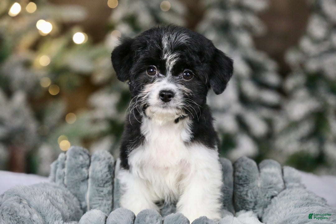 Teddy Bear dogs for sale: Noelle - Ad 9