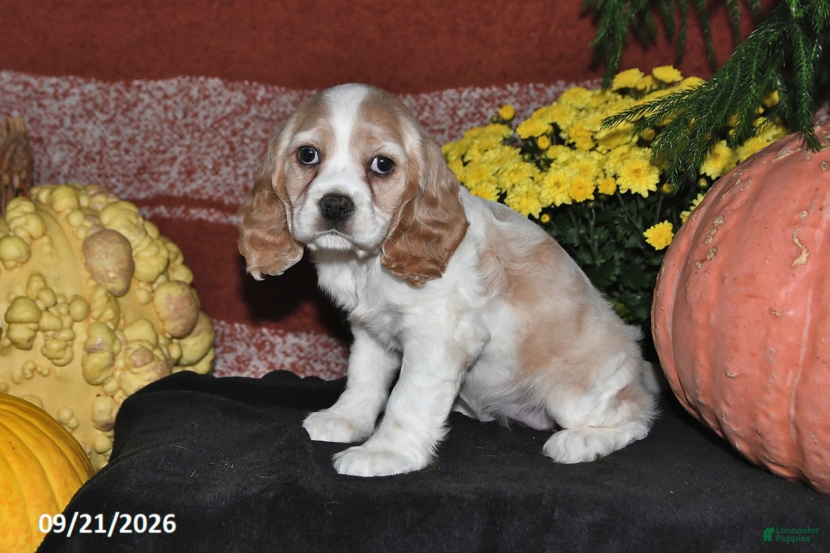 Cocker Spaniel dogs Polly - Ad 2