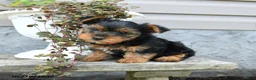 Yorkshire Terrier dogs for sale: Lily - Ad 4