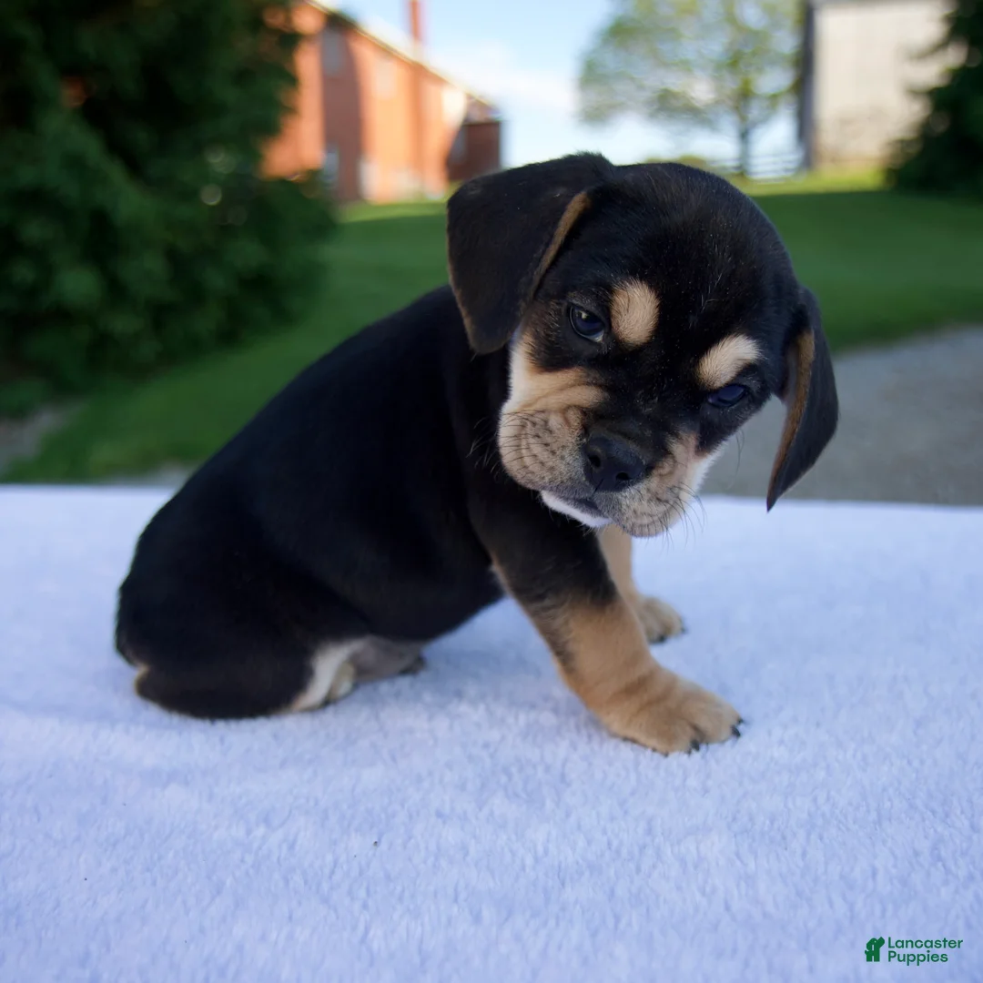Beabull dogs for sale: Kipp - Ad 2