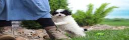 Cavapoo dogs for sale: Joy - Ad 2