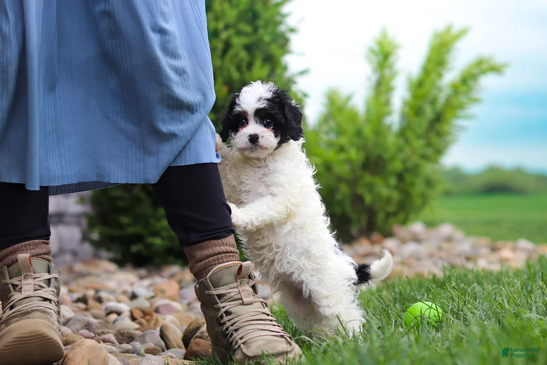 Cavapoo dogs for sale: Joy - Ad 2