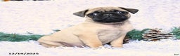 Pug dogs for sale: Pico - Ad 1
