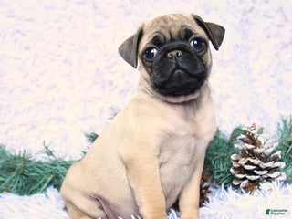 Pug dogs Pico - Ad 39