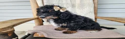 Mini Bernedoodle dogs for sale: Karly - Ad 14