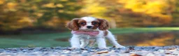 Cavalier King Charles Spaniel dogs for sale: Kylie - Ad 5