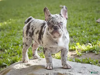 French Bulldog dogs Nicholas - Ad 37