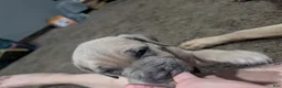 Cane Corso dogs for sale: Johnnie - Ad 2