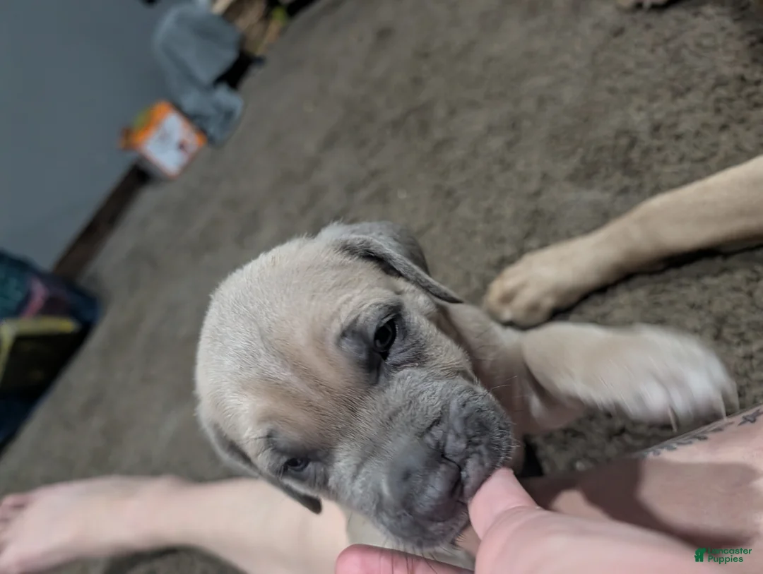 Cane Corso dogs for sale: Johnnie - Ad 2