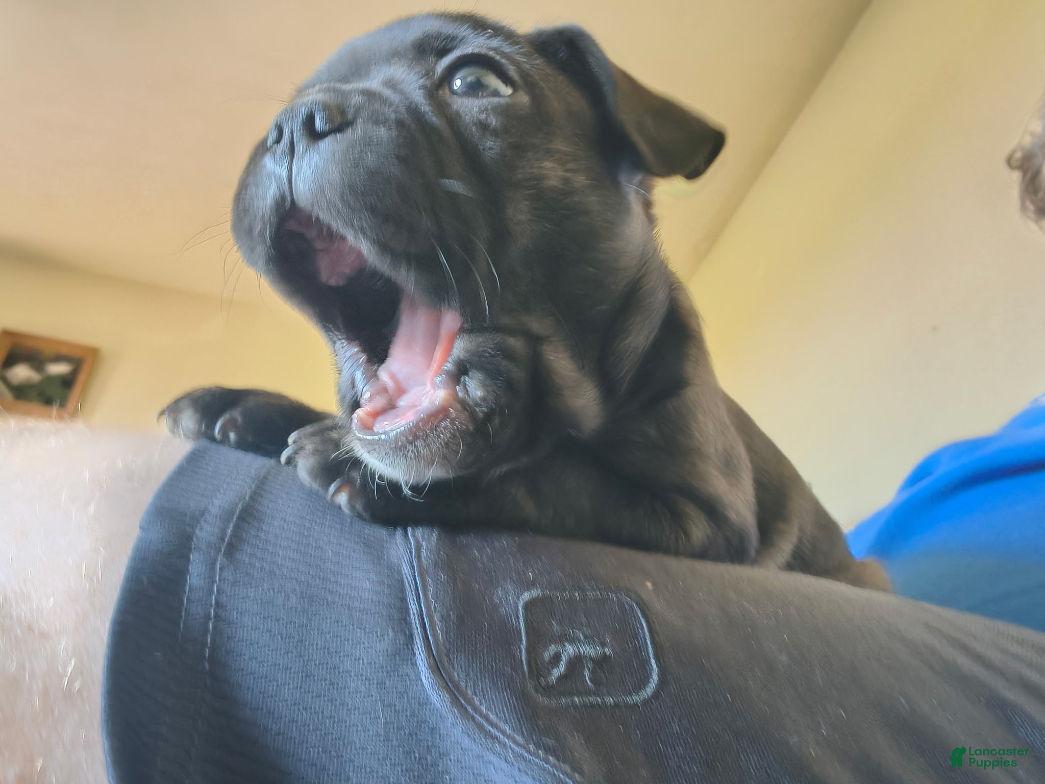 Frenchton dogs Frenchton Puppy 1 - Ad 30