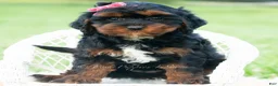 Cavapoo dogs for sale: Millie - Ad 5
