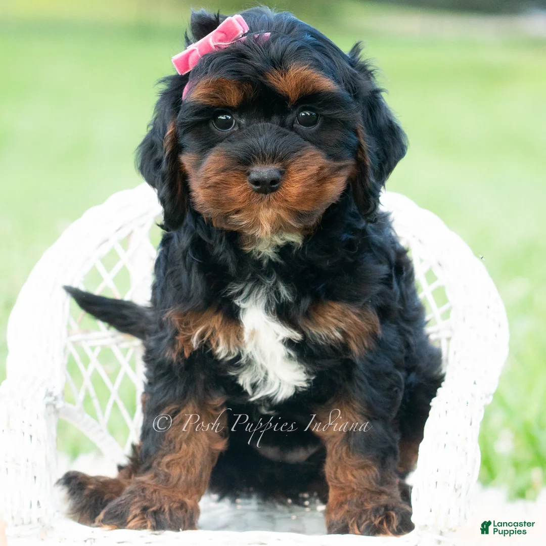 Cavapoo dogs for sale: Millie - Ad 5