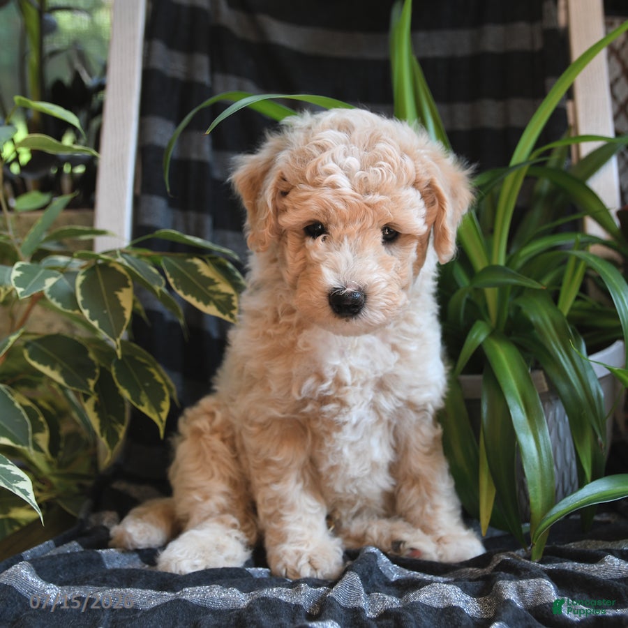 Bichpoo dogs Bentley - Ad 1
