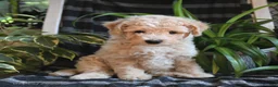 Bichpoo dogs for sale: Bentley - Ad 1