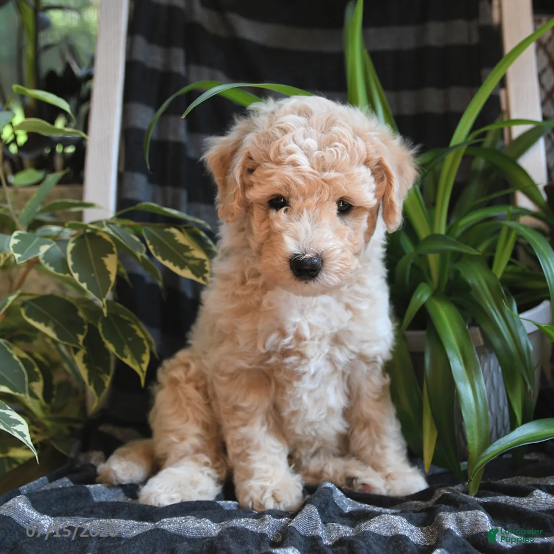Bichpoo dogs for sale: Bentley - Ad 1