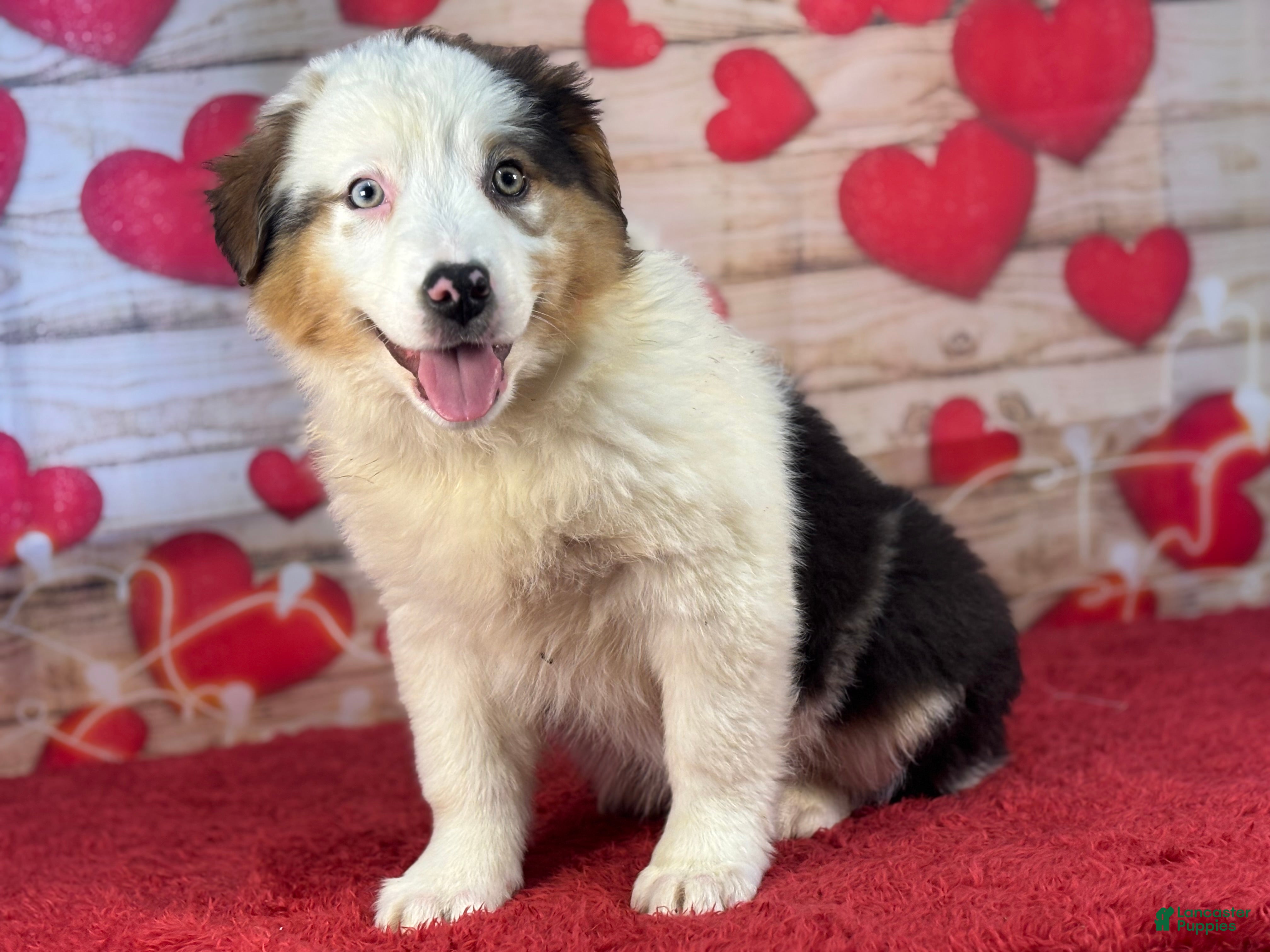 Miniature Australian Shepherd dogs Daisy - Ad 2