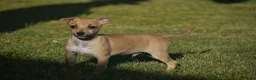 Chihuahua dogs for sale: Aiden - Ad 9
