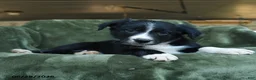 Border Collie dogs for sale: Aartair - Ad 2
