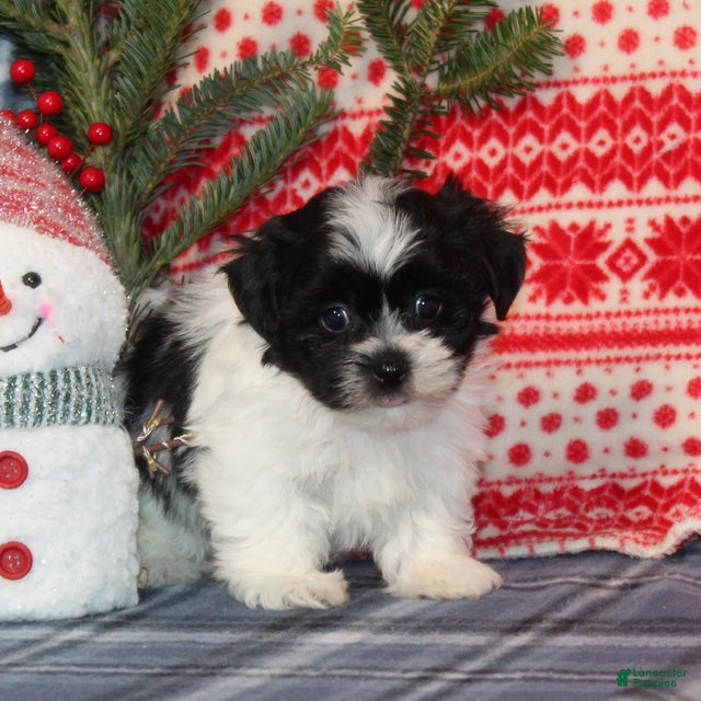 Teddy Bear dogs Hark - Ad 22