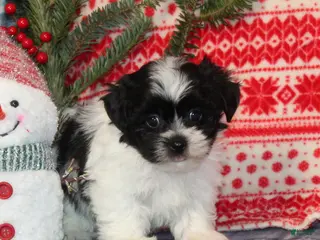 Teddy Bear dogs Hark - Ad 2