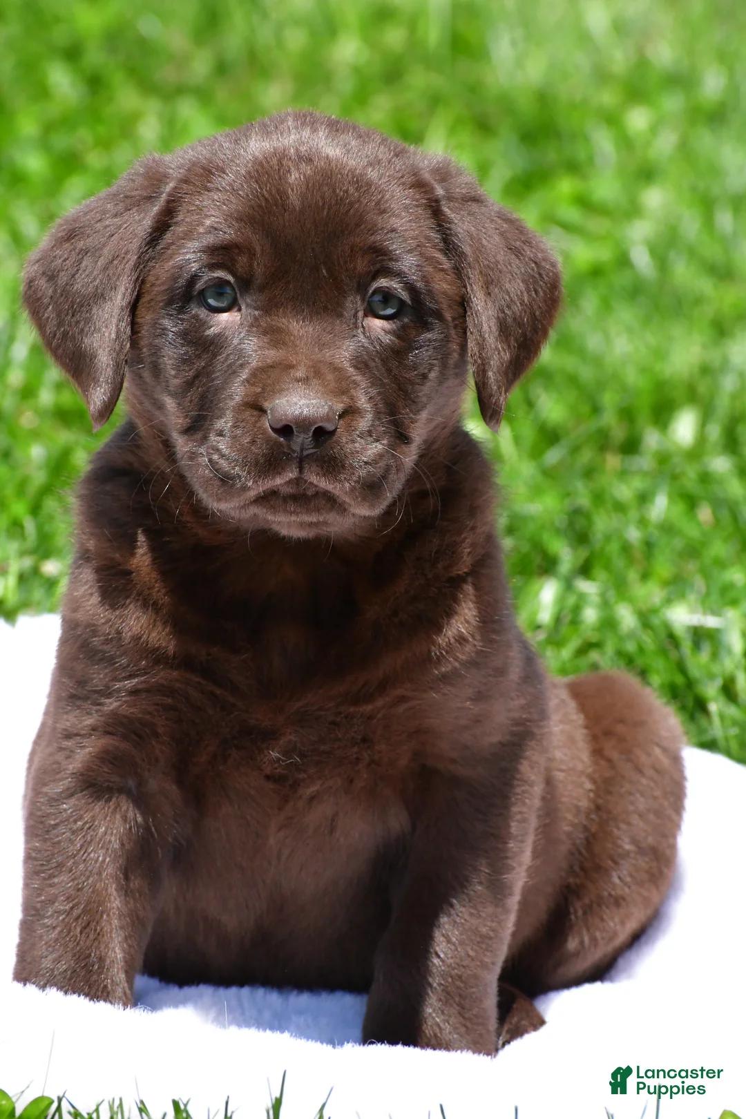 Labrador Retriever dogs for sale: Libby - Ad 1