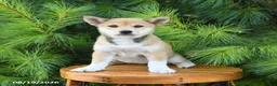 Shiba Inu dogs for sale: Skyla - Ad 3