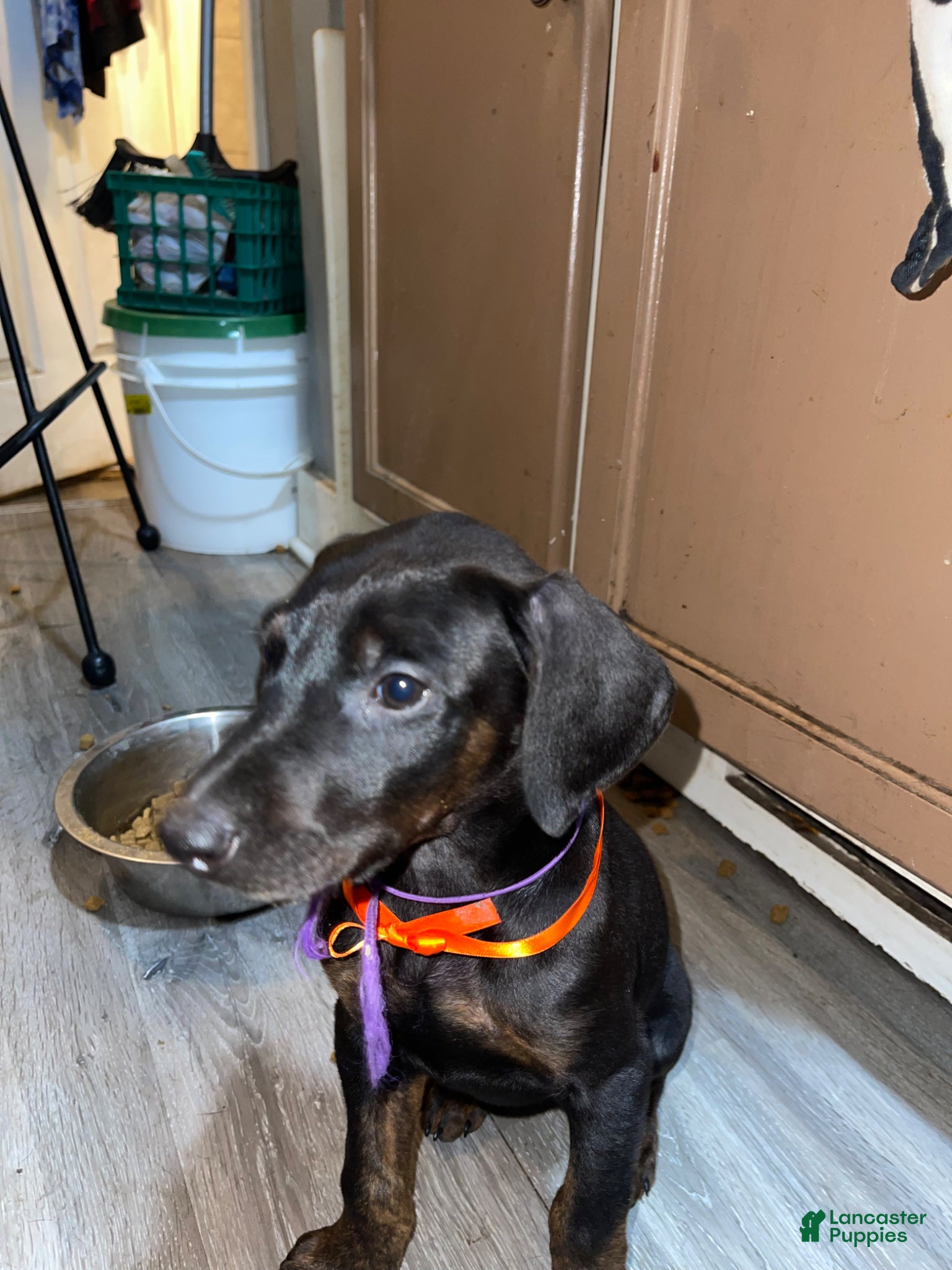 Doberman Pinscher dogs Doberman Pinscher Puppy 2 - Ad 30