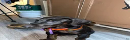 Doberman Pinscher dogs for sale: Doberman Pinscher Puppy 2 - Ad 1
