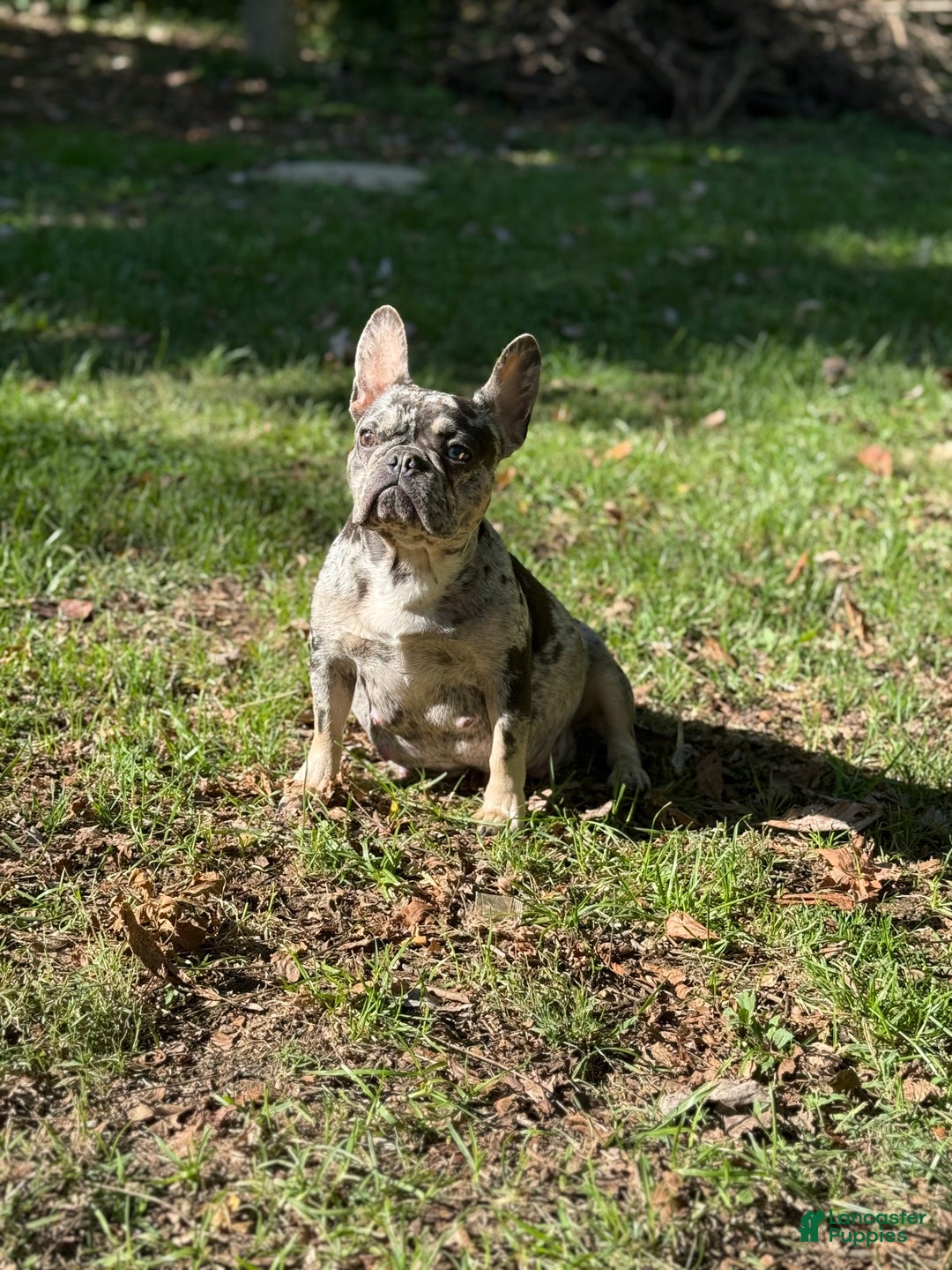 French Bulldog dogs for sale: Armani - Ad 2