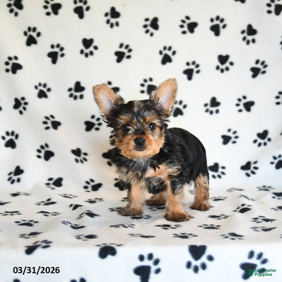 Yorkshire Terrier dogs Ida - Ad 2