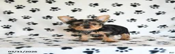Yorkshire Terrier dogs for sale: Ida - Ad 2