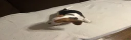 Beagle dogs for sale: Beagle 4 - Ad 4