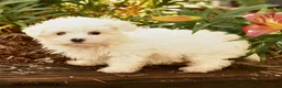 Maltese dogs for sale: Ronny - Ad 3