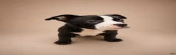 American Bully dogs for sale: Chanel - Ad 2