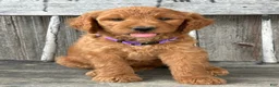 Irish Doodle dogs for sale: Charlotte  - Ad 7