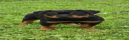 Rottweiler dogs for sale: Rottweiler 4 - Ad 3