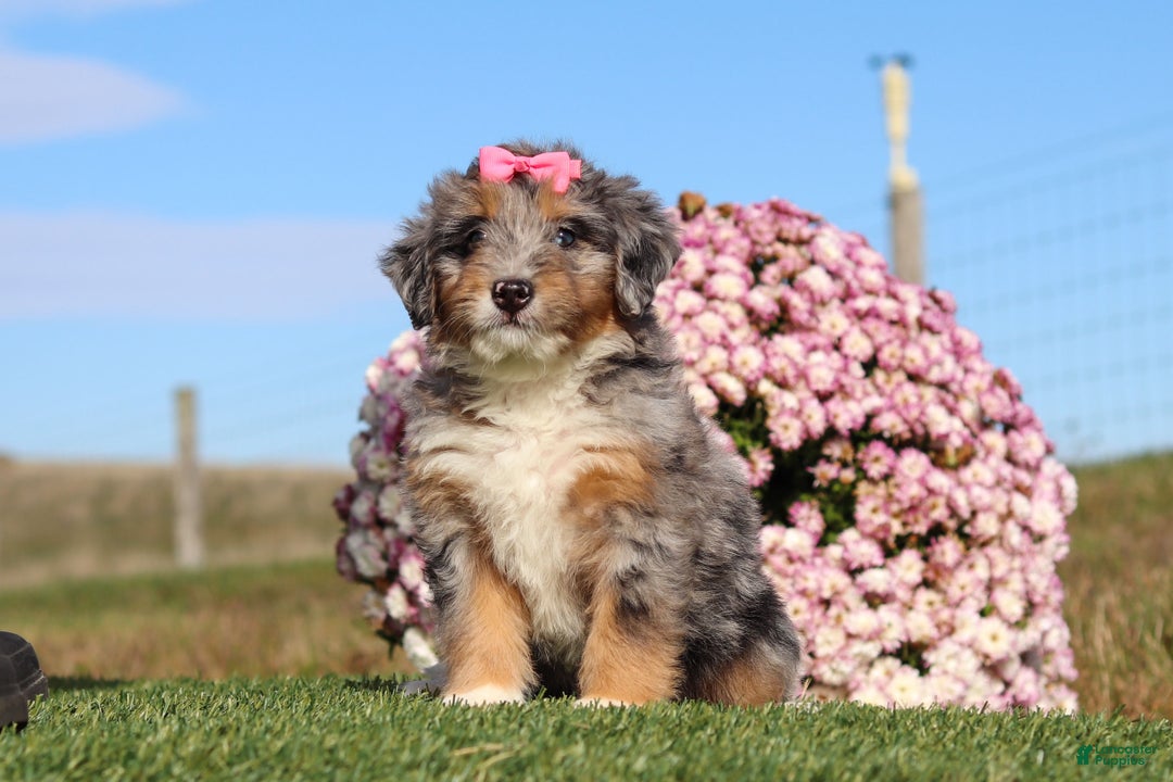 Mini Bernedoodle dogs for sale: Tilly - Ad 1