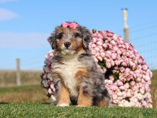 Mini Bernedoodle dogs Tilly - Ad 42