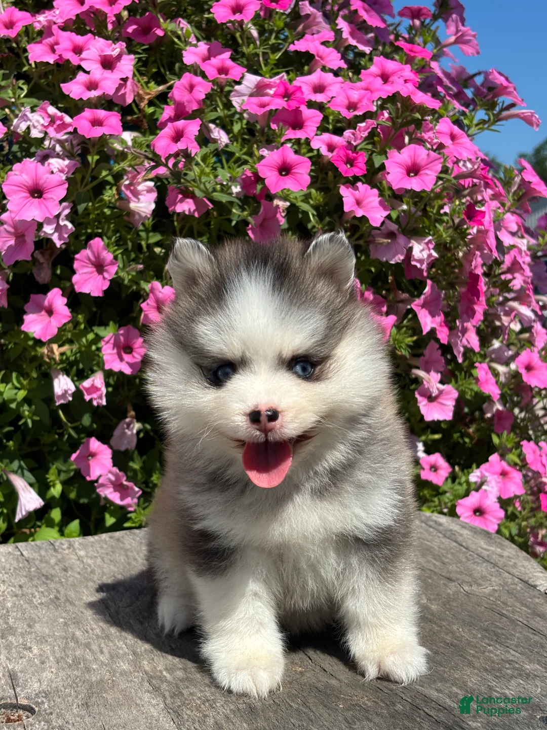 Pomsky dogs for sale: Zelda - Ad 3