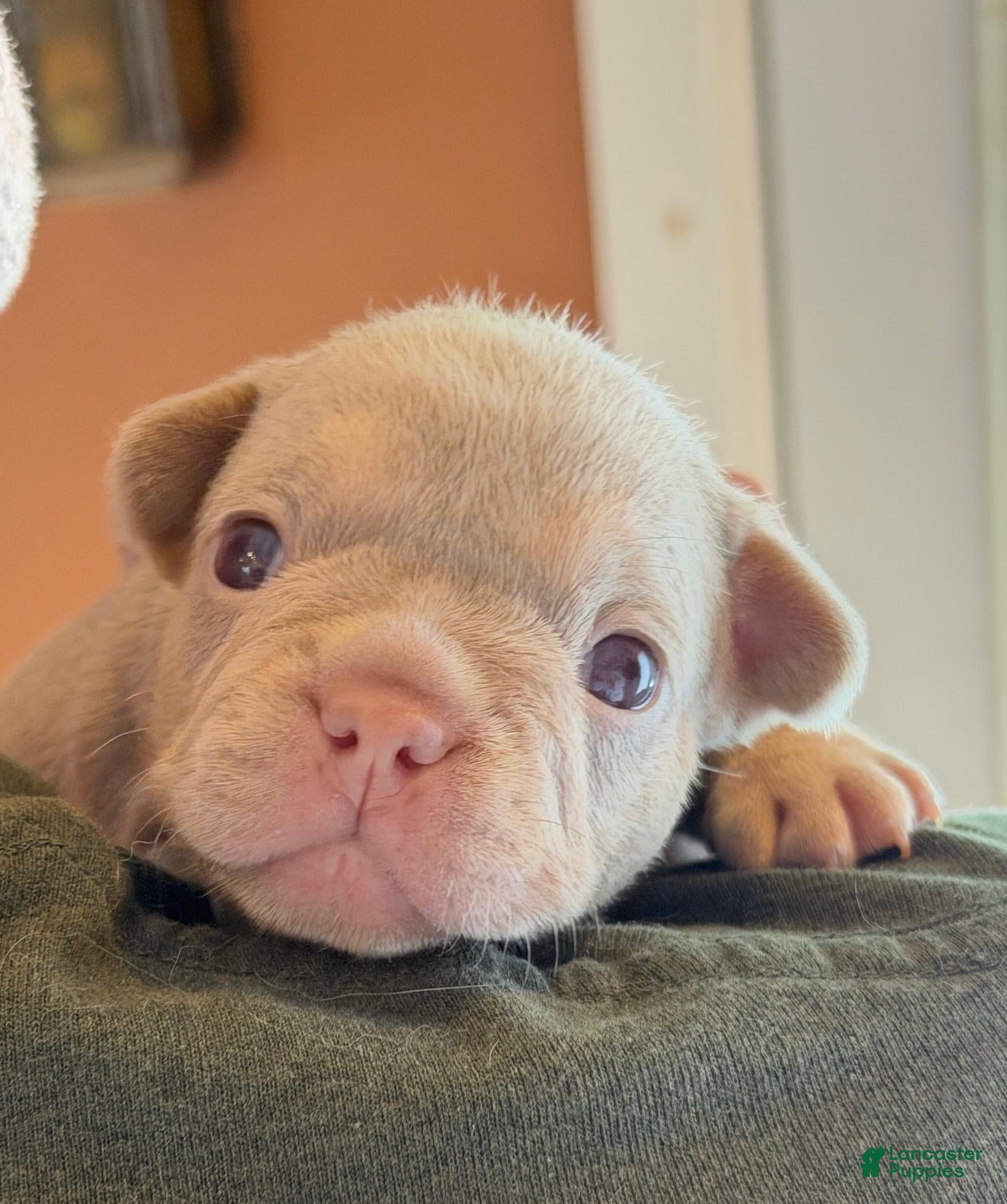 French Bulldog dogs Hera - Ad 1