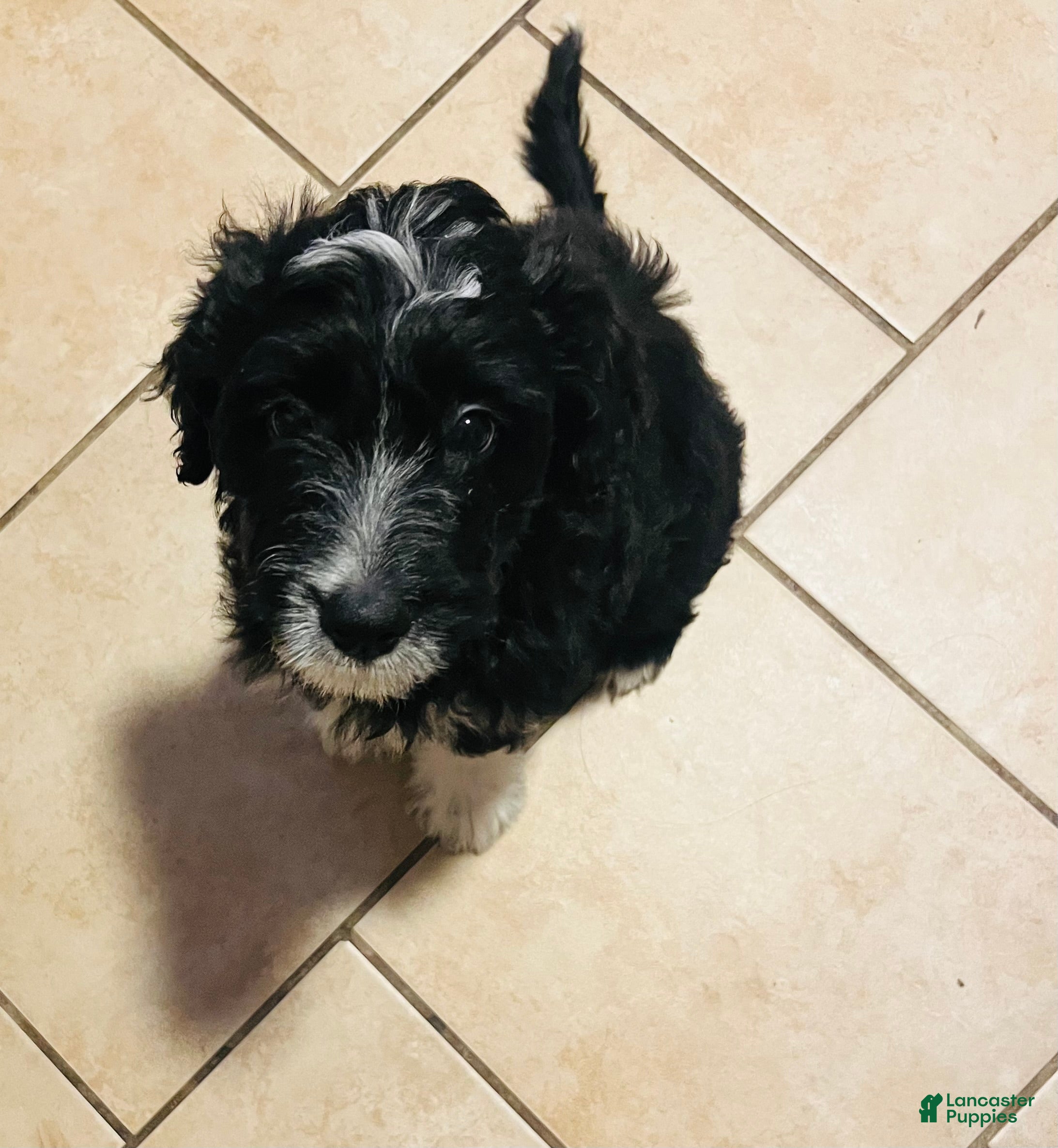 Aussiedoodle dogs Baxter  - Ad 1