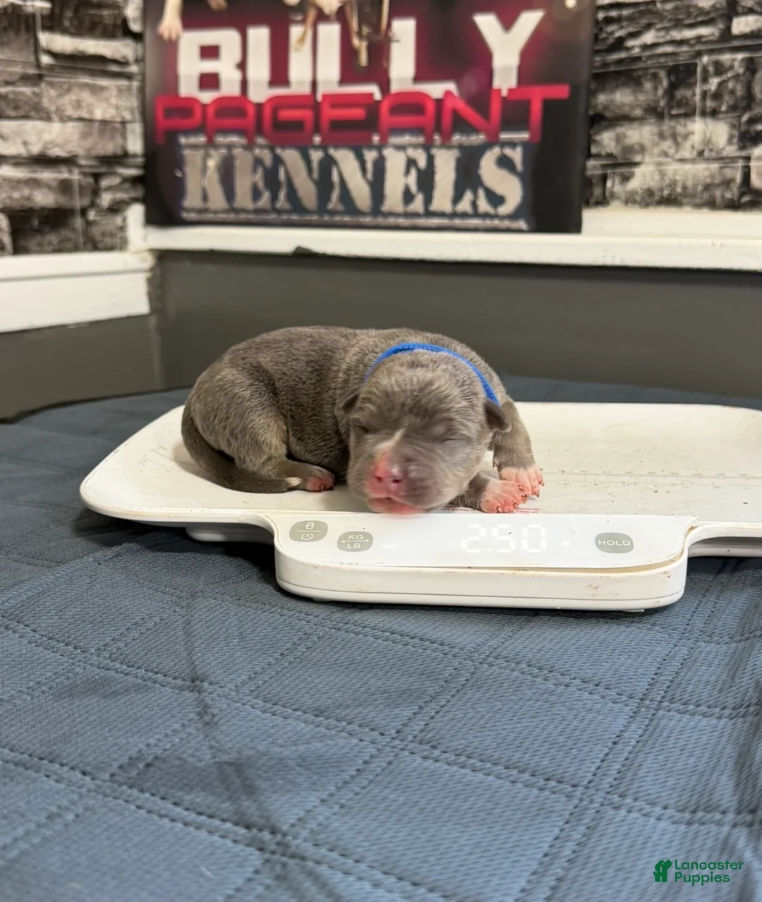 American Bully dogs for sale: Blues Clues - Ad 1