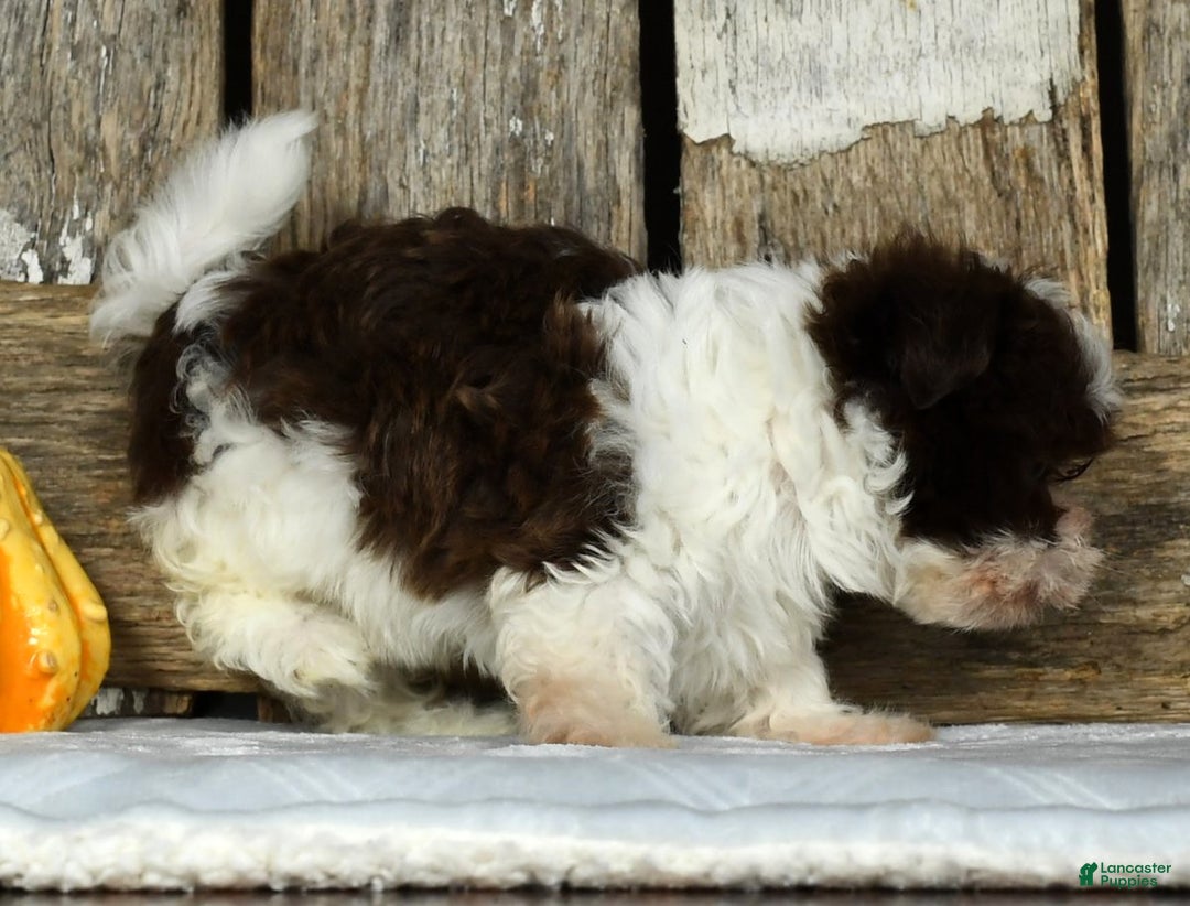 Havanese dogs for sale: Fritz - Ad 5