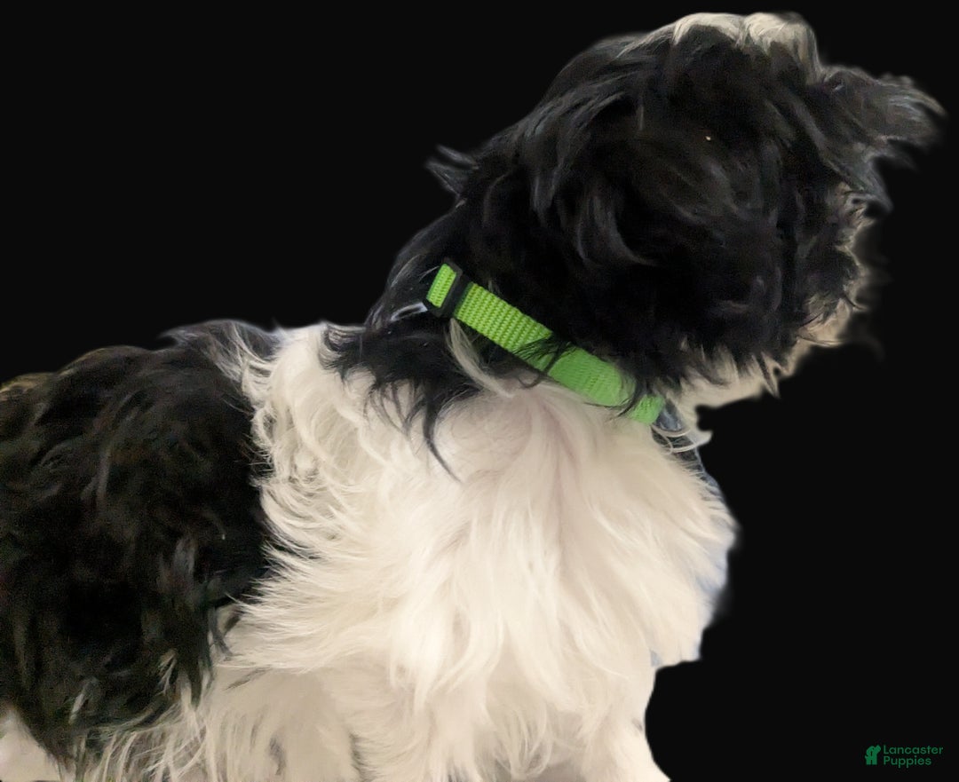 Shih Tzu dogs for sale: Imperial Shih Tzu  Wenda Green Collar  - Ad 3