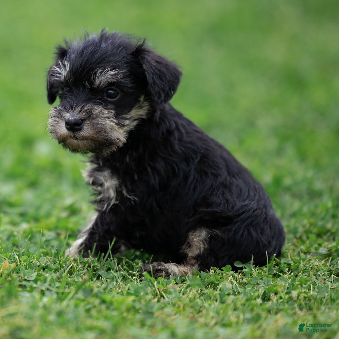 Miniature Schnauzer dogs for sale: Storm - Ad 6